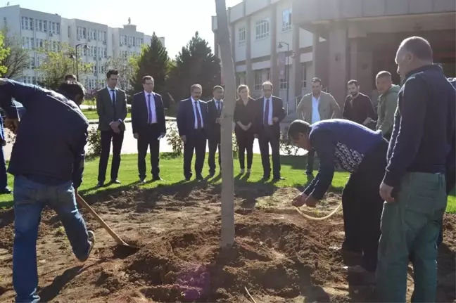 Gaün 500 Çınar Fidanı