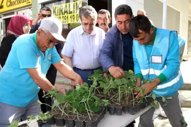 Alanya'da 10 Bin Adet Su Kabağı Fidesi Ücretsiz Olarak Dağıtıldı