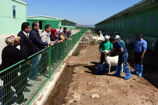 4 Bin Lira Maaşla Çoban Yetiştiriyorlar