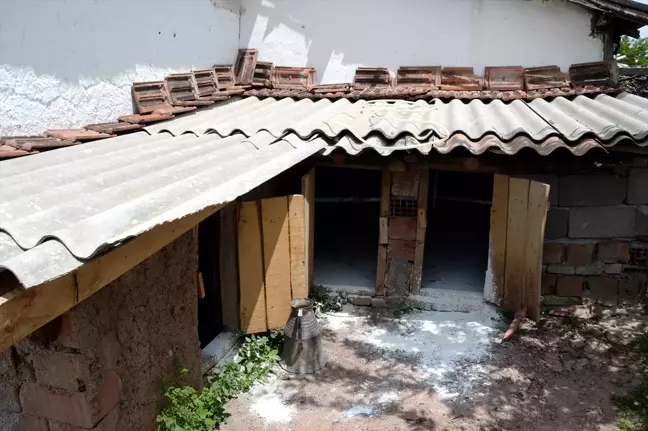 Tokat'ta Kümes Hayvanı Ölümleri
