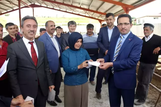 Kastamonu'da 29 Yetiştiriciye 176 Büyükbaş Hayvan Dağıtıldı