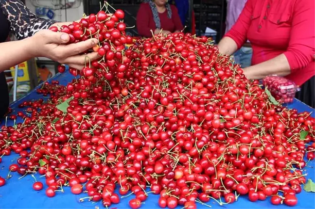 Demirci Kirazı