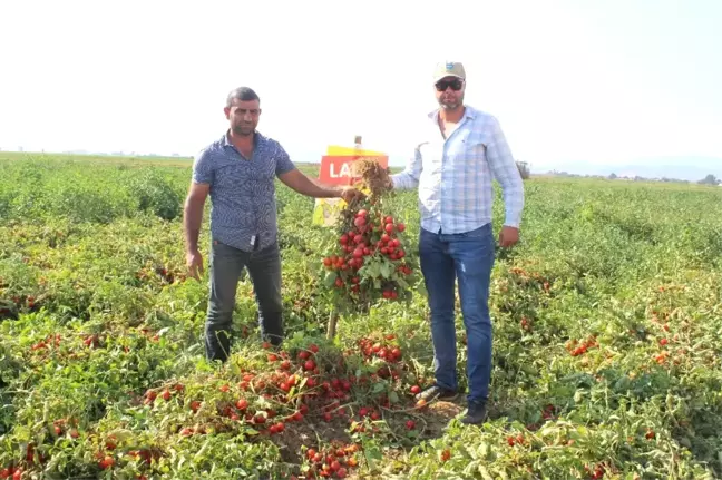 Süper Erkenci Domates Çeşidinin Hasadı Başladı