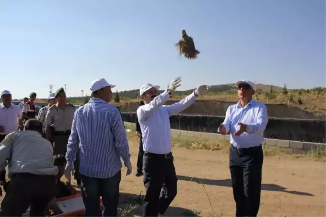 Nevşehir'de Bin 500 Keklik Doğayla Buluşturuldu