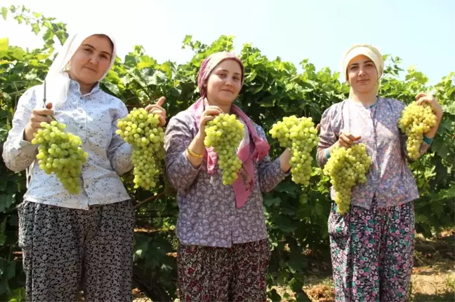 Türk Üzümü Bir Yıl Aradan Sonra Rusya Pazarında