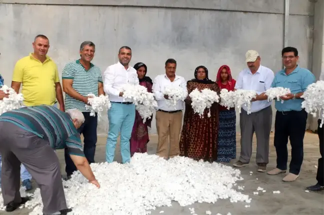 Antbirlik'te Sezonun İlk Pamuğu Alındı