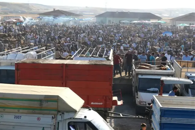 Ağrı'dan Batı İllerine 170 Bin Kurbanlık Gönderildi