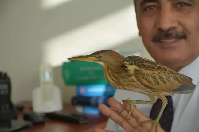 Hint Gölet Balıkçıl Kuşuna Zabıta Ekipleri Sahip Çıktı