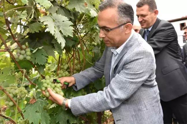 Safranbolu'da Bağbozumu Etkinliği