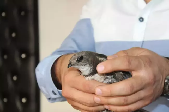 Güngören'de Yaralı Ebabil Kuşu Bulundu