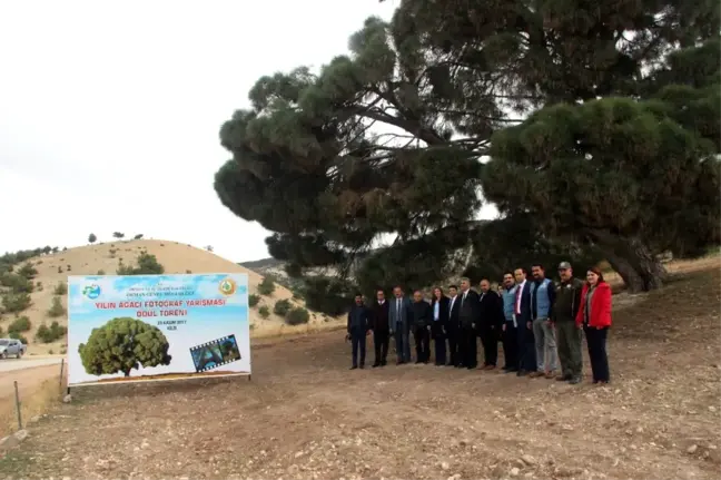 260 Yıllık Kızılçam Ağacı Büyük İlgili Görüyor