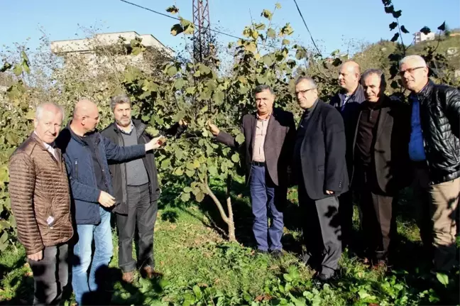 Fındık Üretimi İçin İşbirliği