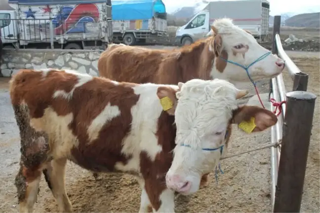 Bayburt'ta Danalar Mehmeçik İçin Satıldı