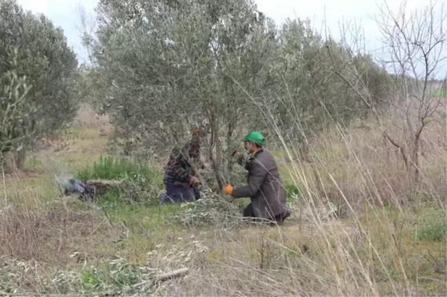 Burhaniye'de Zeytinde Bakım Dönemi Başladı