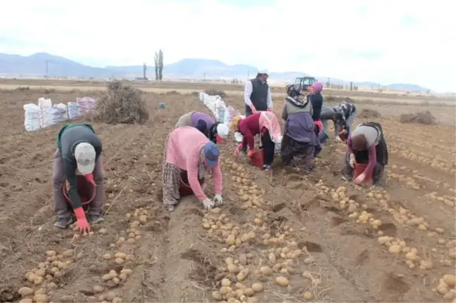 Patatese Verilen Teşvik Çiftçiyi Rahatlatacak
