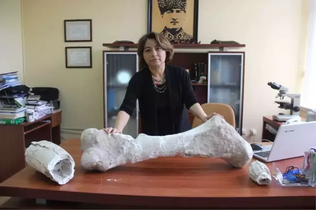 Geçmişte Tropikal İklime Sahip Olan Sivas'ta 10 Milyon Yıllık Fosil