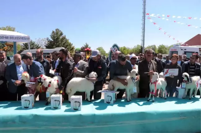 Malatya'da 'En Güzel Kuzu' Yarışması