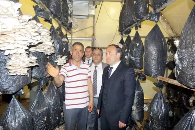 İstiridye Mantarı Yetiştiriciliği Yaygınlaşıyor