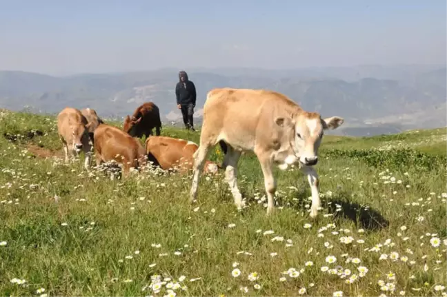 Gümüşhane'de Büyükbaş Hayvan Sayısı Son 20 Yılın Zirvesinde