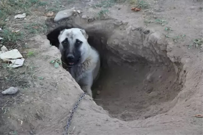 Kangal Köpeği Sıcaktan Korunmak İçin Çukur Kazdı