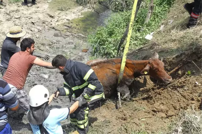 Dereye Batan İnek Bir Buçuk Saatte Kurtarıldı