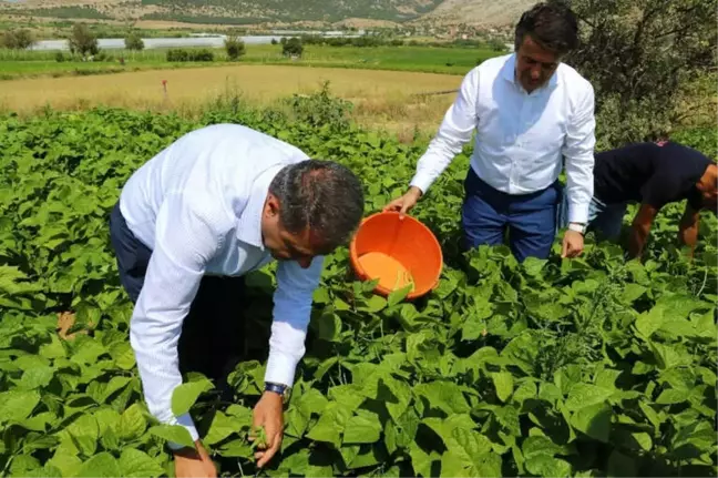 Burdur İnsuyu'nda Fasulye Hasadı Devam Ediyor