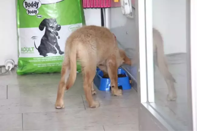 Kazancının Yüzde 10'una Kediler ve Köpekler Ortak