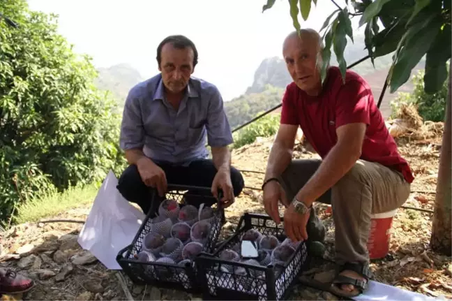Alanya'da Mango Hasadı Başladı