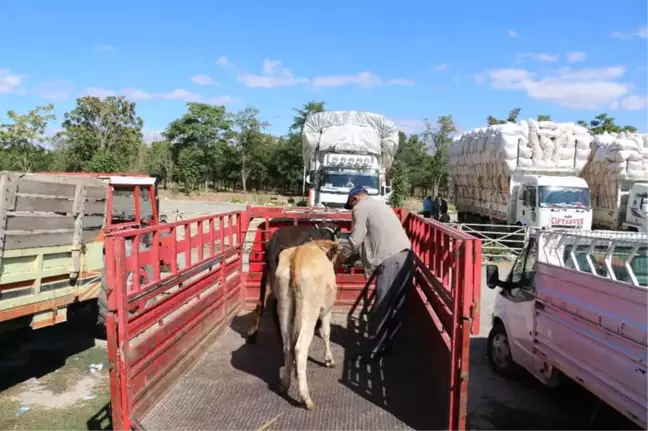 Erzincan'da Genç Çiftçilere Büyükbaş Hayvan Dağıtımı Yapıldı
