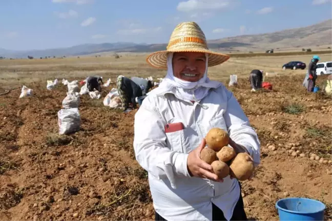 Köse'de Patates Hasadı Tarla Günü Yapıldı