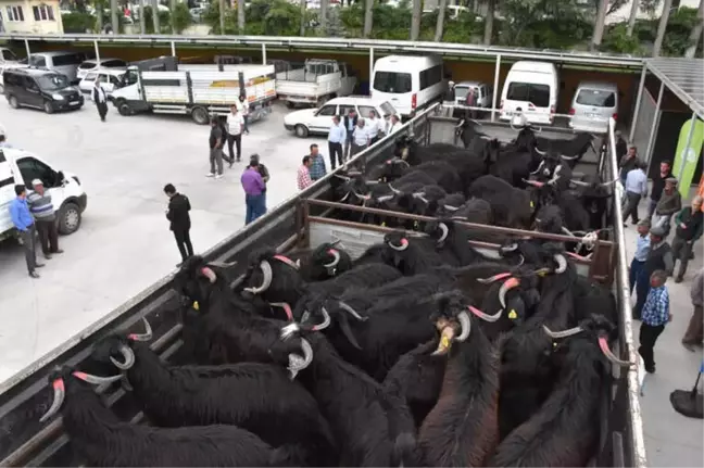 Teke Adayı Oğlaklar Sahiplerini Buldu