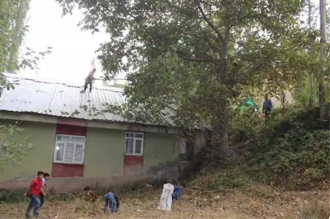 Uludere'de Ceviz Hasadı Başladı