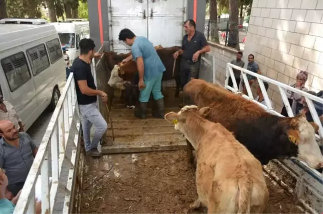 Altınözü'nde Genç Çiftçilere 85 Büyükbaş Hayvan Dağıtıldı