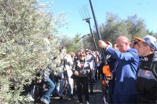 Ayvalık'ta Zeytin Hasadı Coşkusu