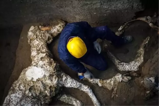 Pompeii'de Taşlaşmış At Bulundu