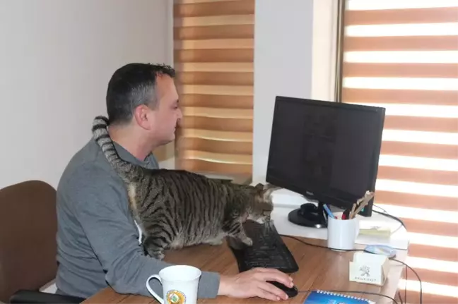 Gazetenin Ofisini Sokak Kedilerine Açtılar