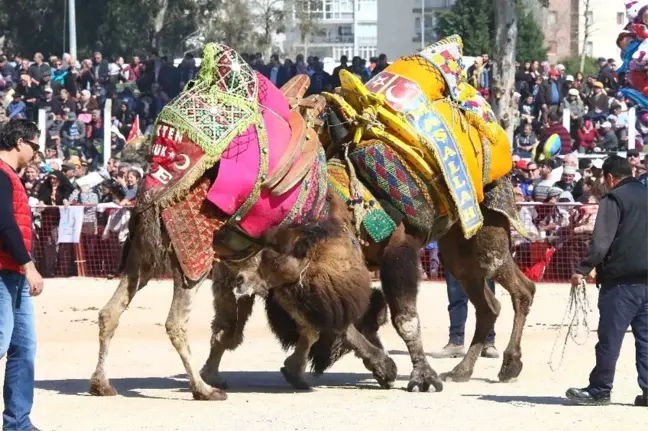 Bayraklı'daki Deve Güreşi Festivali 10 Mart'ta