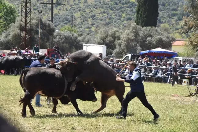 Milas'ta Boğalar Güreşti