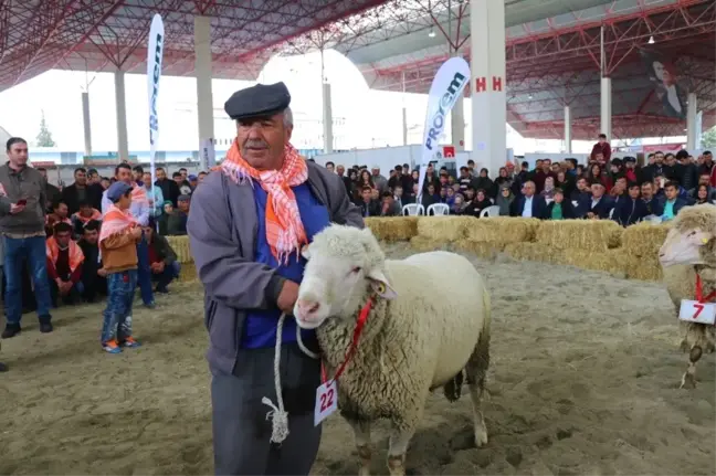 Burdur'da Defile Gibi Hayvan Güzellik Yarışması