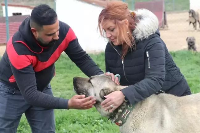 Dünyayı Gezdi Aradığı Arı Irkı Sivas'ta Buldu