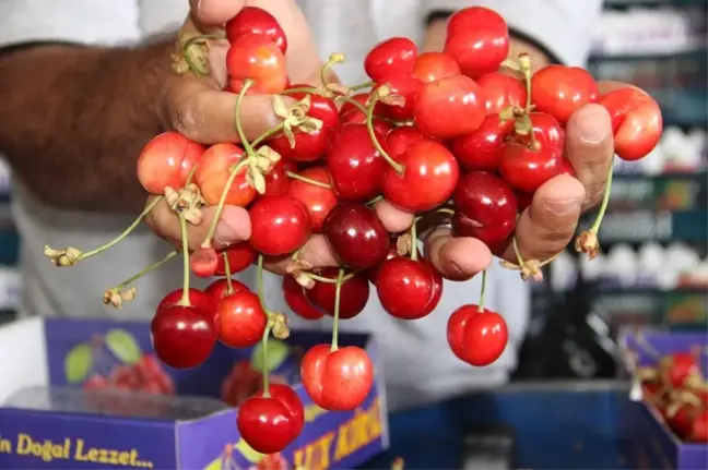 Dünyanın Kirazı Manisa'dan
