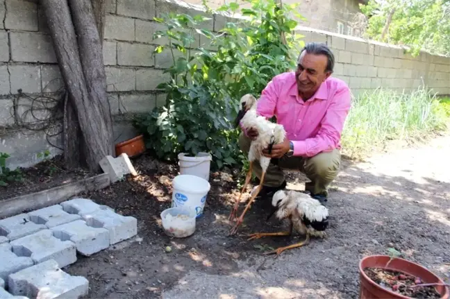 Yuvalarından düşen yavru leylekleri ekipler kurtardı