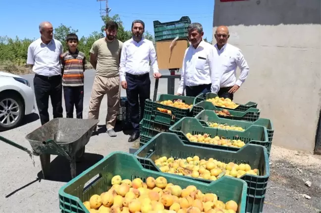 CHP'li Kiraz'dan ucuz kayısı fiyatına tepki