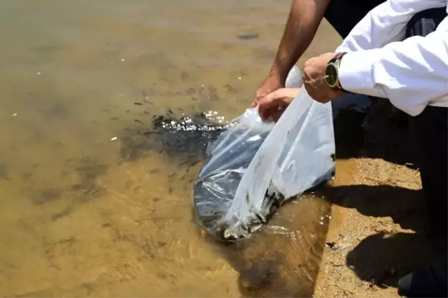 Kırıkkale'de sazan yavruları göletlere bırakıldı