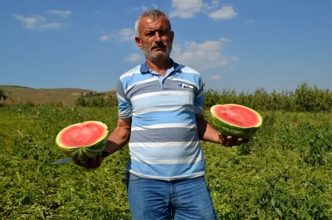 Bursa'da üretilen karpuzlar