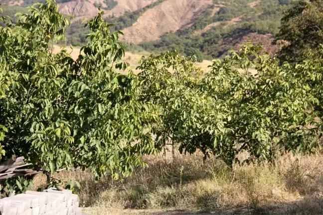 Bingöl'de ceviz hasadı başladı, çiftçinin yüzü güldü