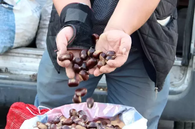 (Özel) Türkiye'nin kestane pazarı Düzce'de kuruluyor