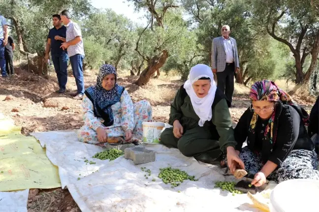 Ödüllü Derik zeytininde hasat sezonu başladı