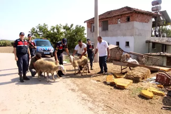 Hayvan hırsızları jandarmadan kaçamadı