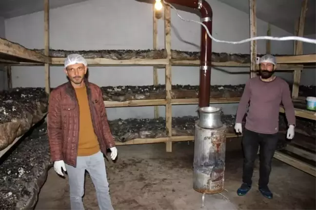 Köse'nin ilk mantar tesisini kurdu, ilk hasatta yarım ton ürün aldı